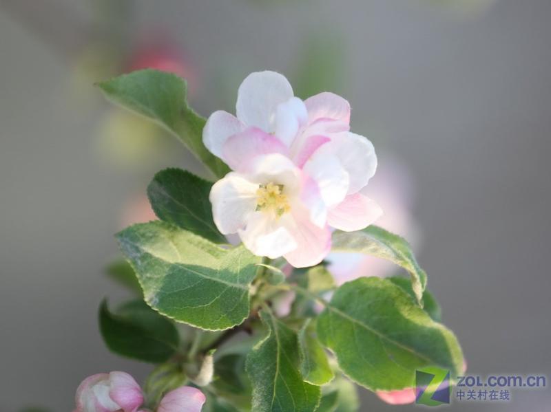 ӣ��������ӳ��! ���Ɑ������ӰB2��ͼƬ����,ͼ9-ZOL�йش����ߵ�9��
