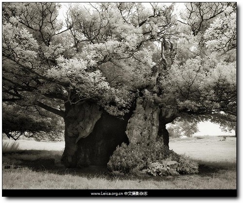 时间的肖像 美国摄影师Beth Moon作品_数码影
