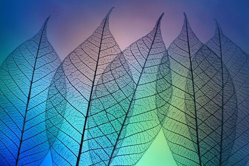 枯叶也有性感一面 奇妙的糖水叶脉照片二_数码