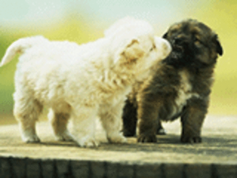 【高清图】 接吻 亲嘴2图11