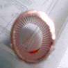 ��΢½���ٳ�������Ʒ ������P35�����߽���ͼƬ����,ͼ5-ZOL�йش����ߵ�5��