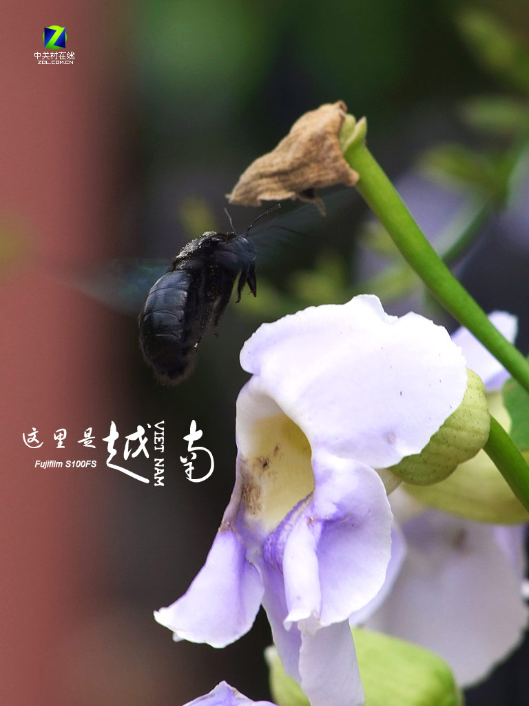 ������Խ�� ��ʿ˫�콢DC����ʵ�����ü�ͼƬ����,ͼ45-ZOL�йش����ߵ�45��