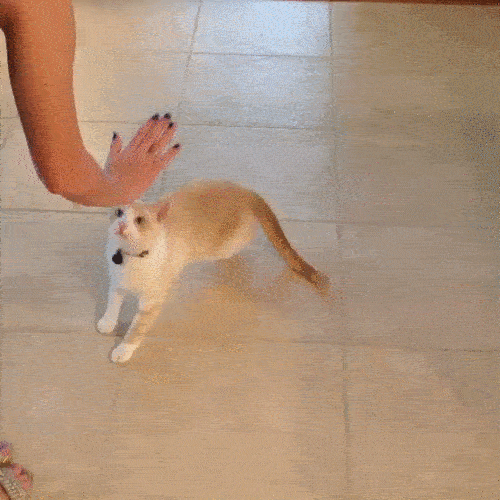 【高清图】 爆笑gif:你可能不信 真是杯子先动的手图14