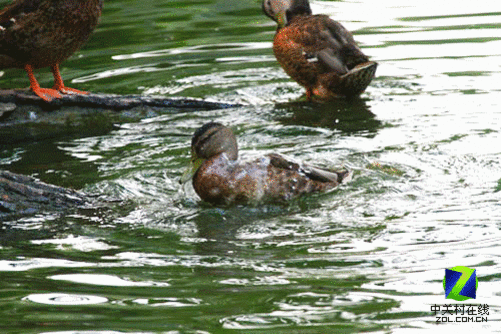 7d连拍制成gif动画