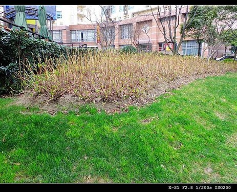 Fujifilm X-S1镜头下的初春