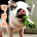 搞笑qq表情包大全下载 qq搞笑图片