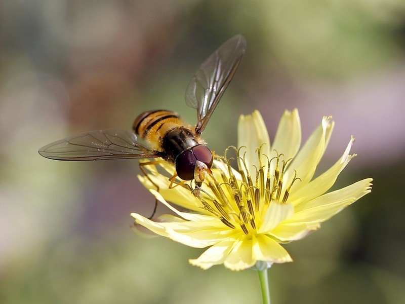【高清图】微距中的世界 佳能ef 100mm f\/2.8评