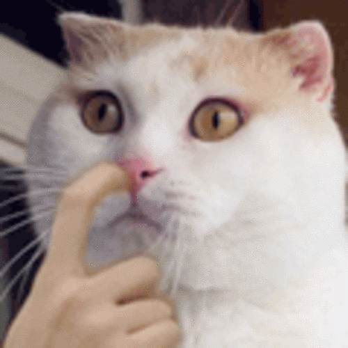 喵了个咪动态表情包分享展示