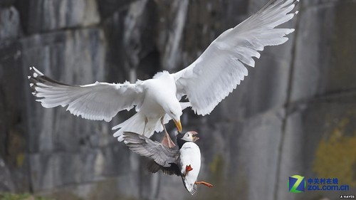 2012英国野生动物摄影大赛获奖作品赏析_佳能