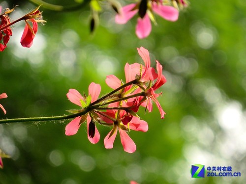 ����ӡ�� ���ܡ�����������SX275 HS���� 