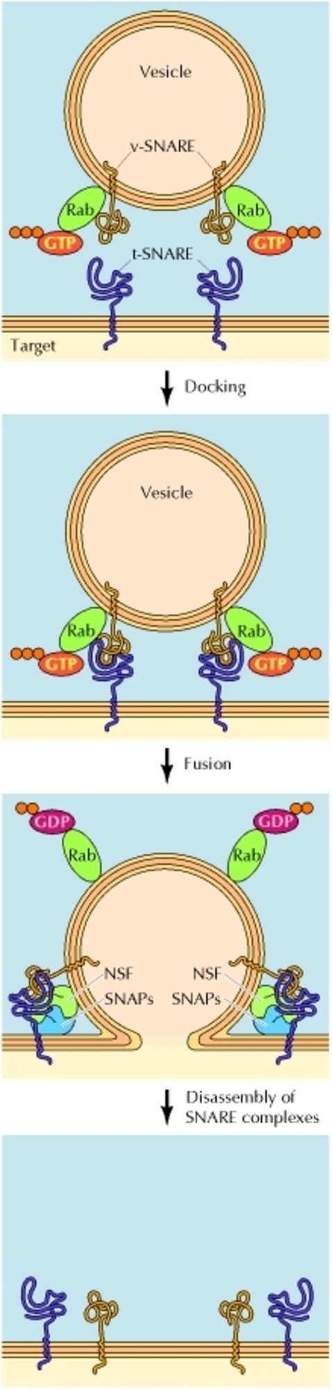 诺贝尔生理学奖解读 揭细胞"物流"之谜