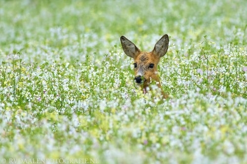 森林的精灵 躲鹿鹿高清摄影作品欣赏 原创