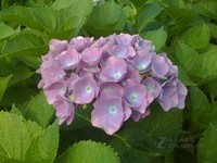 ƻ��iPhone������0