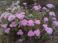 �ȷ�P80w������4