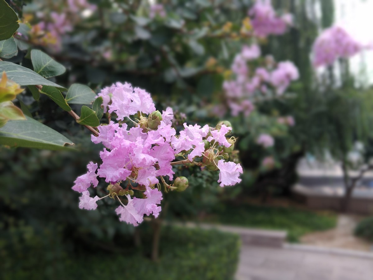 【高清图】 1300万像素双镜头 中兴axon天机拍照体验图16