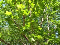 ��������E2��3GB RAM/ȫ��ͨ��������7