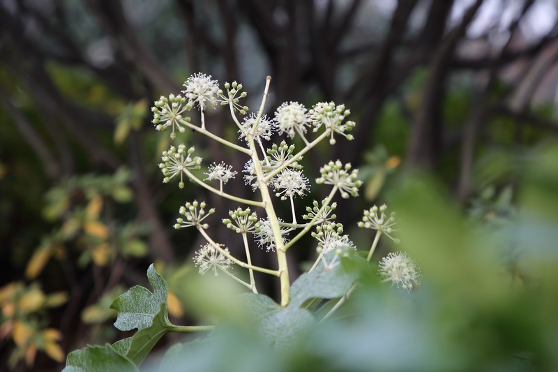 ܣCanon EF ׼佹ͷ/ͷ 24-105mm F4L IS IIUSM