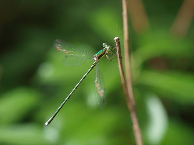 【高清图】 蜻蜓情缘 记日本生态摄影师田中博图3