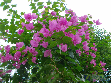 �콢��ȫ����DV ����HD-A85������� 