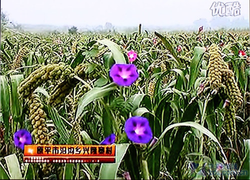 ȶѹһ 续R5岥Ż 