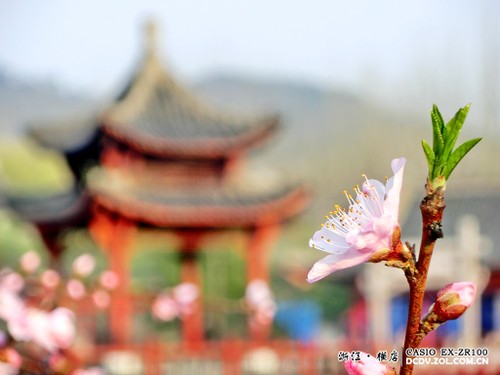 �ع���԰������ ����ŷZR100�������� 