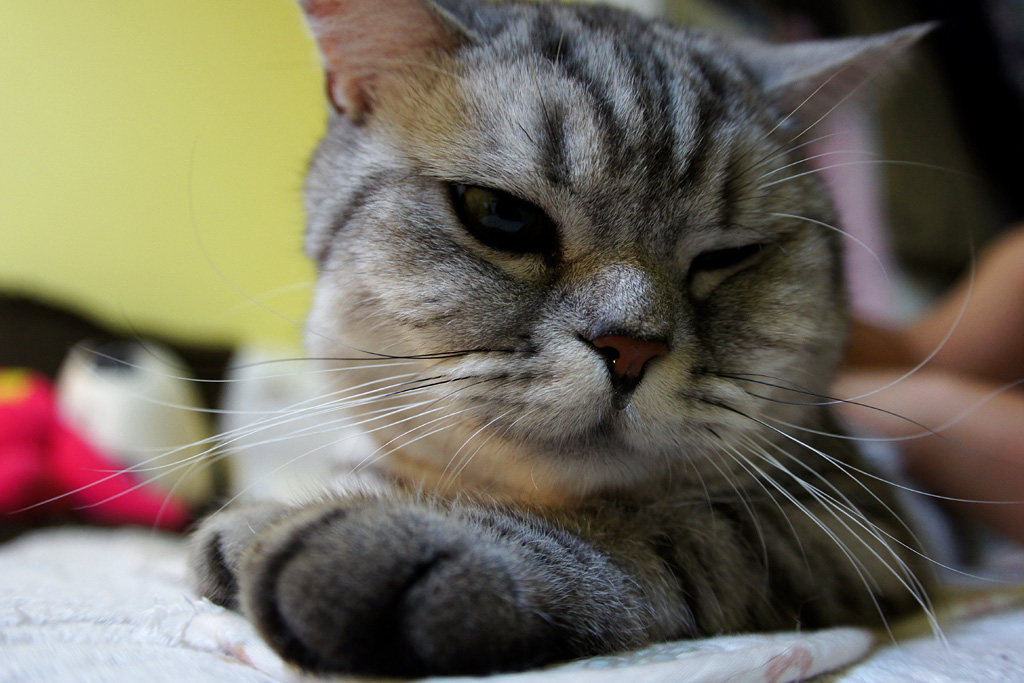 【高清图】 家有贱猫初长成 六一儿童节我们来拍宠物图13