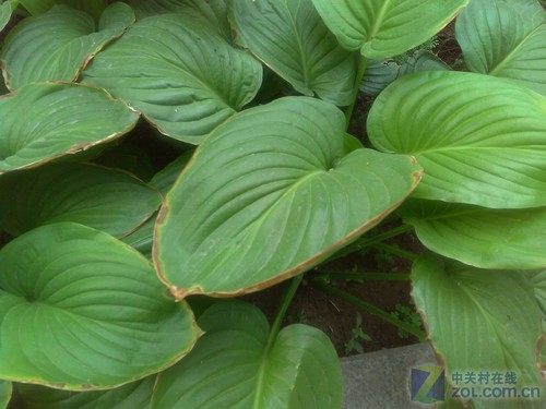 2000mAh����4.3��������׿ ����E800���� 