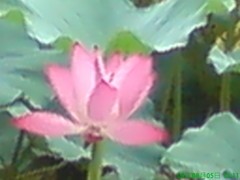 ŵ����N73����K800i��ս320������֮�� 