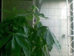 200������������� ŵ8800Sirocco���� 