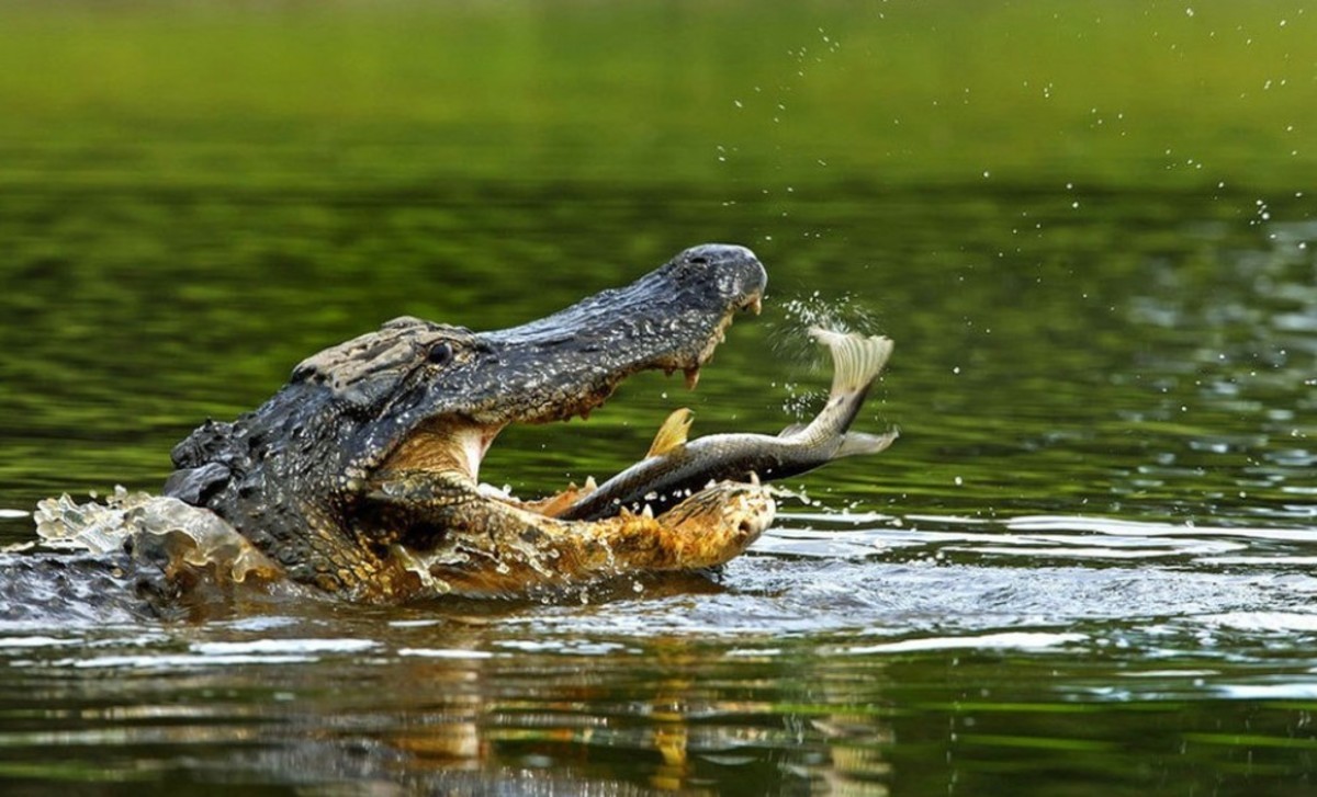 【高清图】 盘点生态摄影师镜头下的5大抓鱼高手 图16