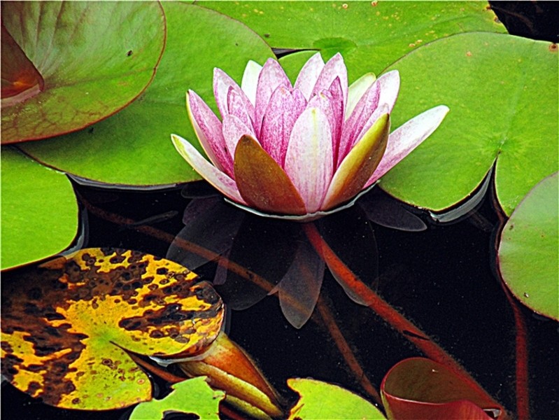 索尼(sony)h200 样张图-zol中关村在线